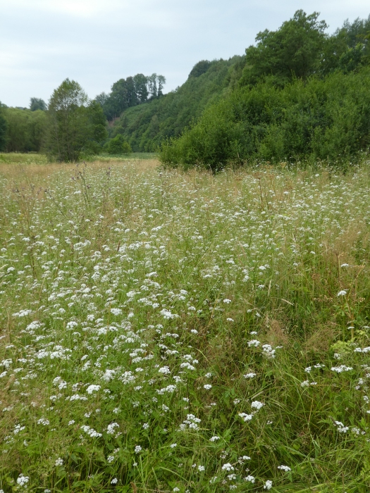 2026 (8) Torilis japonica